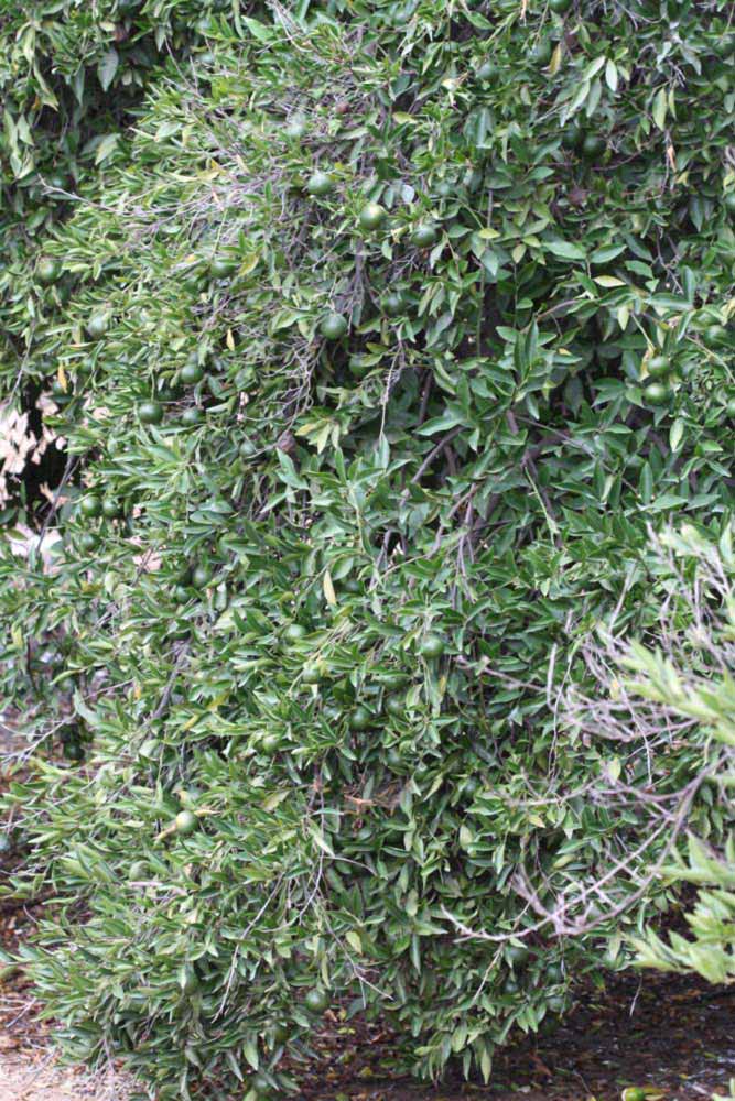            Habit (Riverside, CA)        